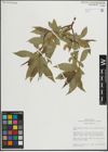 Foto von Salix lasiandra var. caudata (Nutt.) Sudw.